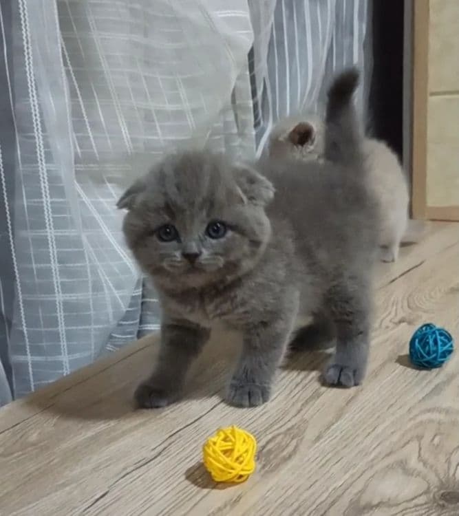 Продаются Шотландские котодетки — 8