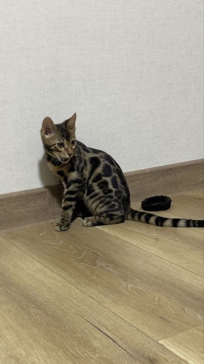 bengal mushuk бенгальский котик — 4