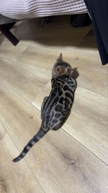 bengal mushuk бенгальский котик — 5