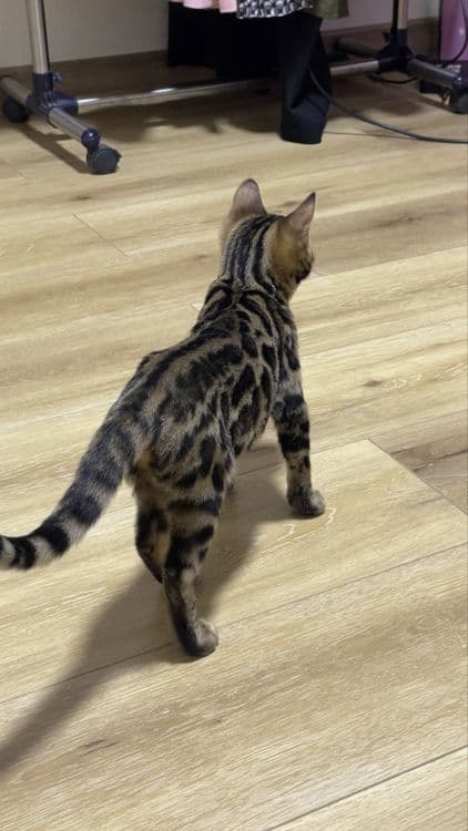 bengal mushuk бенгальский котик — 6