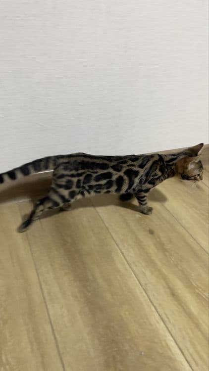 bengal mushuk бенгальский котик — 7