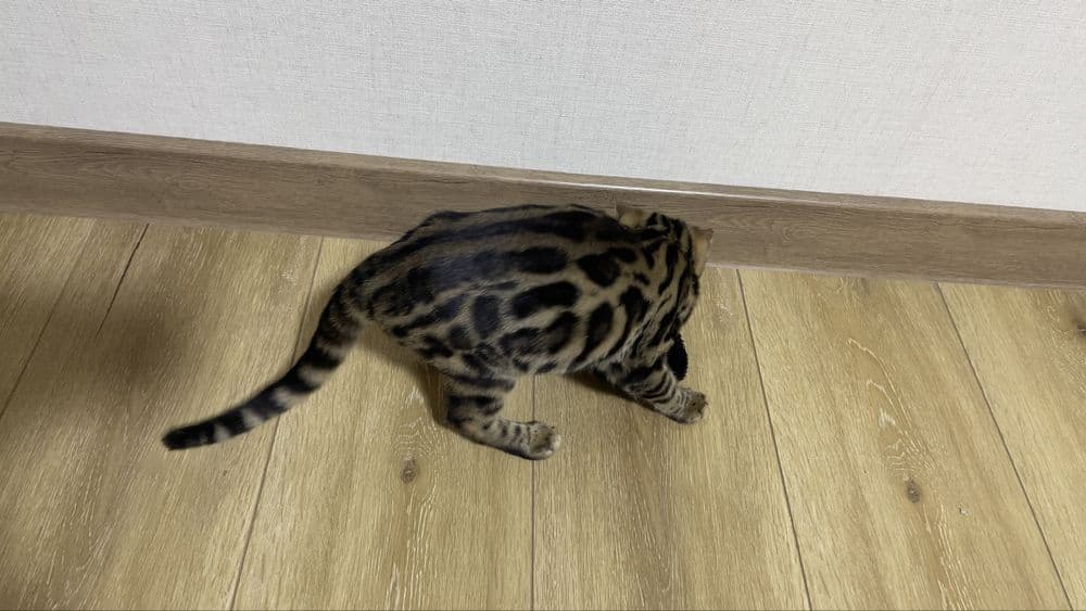 bengal mushuk бенгальский котик — 8