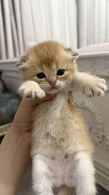 продаются котята шиншилы — 2