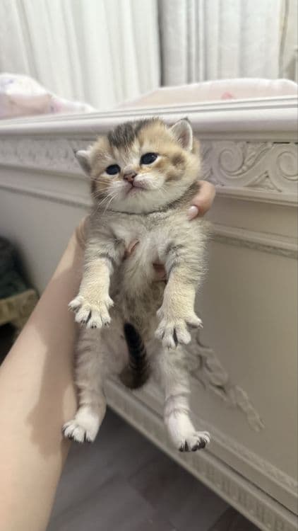 продаются котята шиншилы — 3
