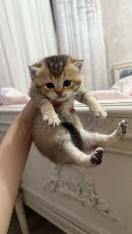 продаются котята шиншилы — 4