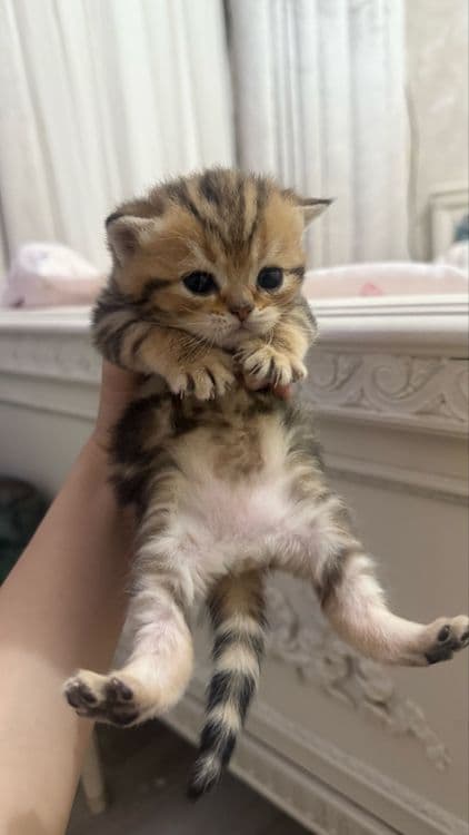 продаются котята шиншилы — 5