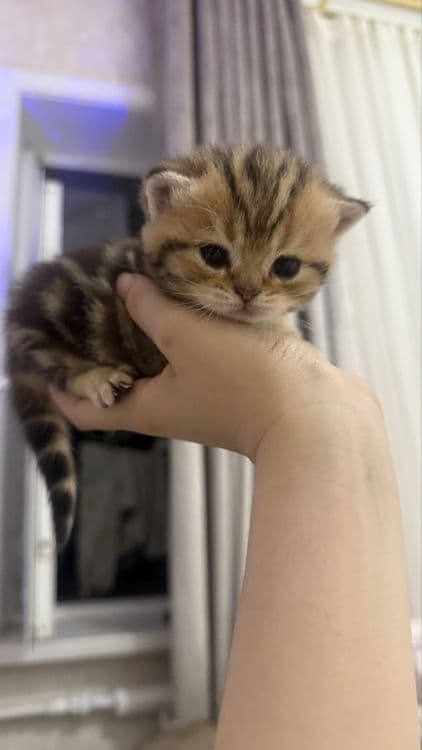 продаются котята шиншилы — 6