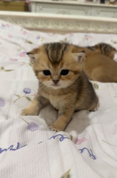 продаются котята шиншилы — 7