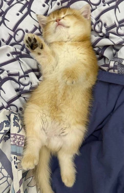 Кошка 2 месяца, золотая шиншилла — 2