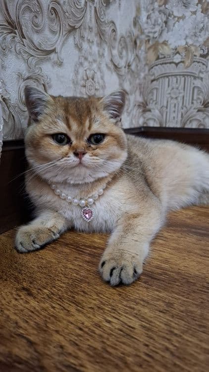 Britanskiy shinshila zolotistiy zotdor — 3