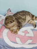 Продается кот шотландский скоттиш фолд окраска золотой мрамор