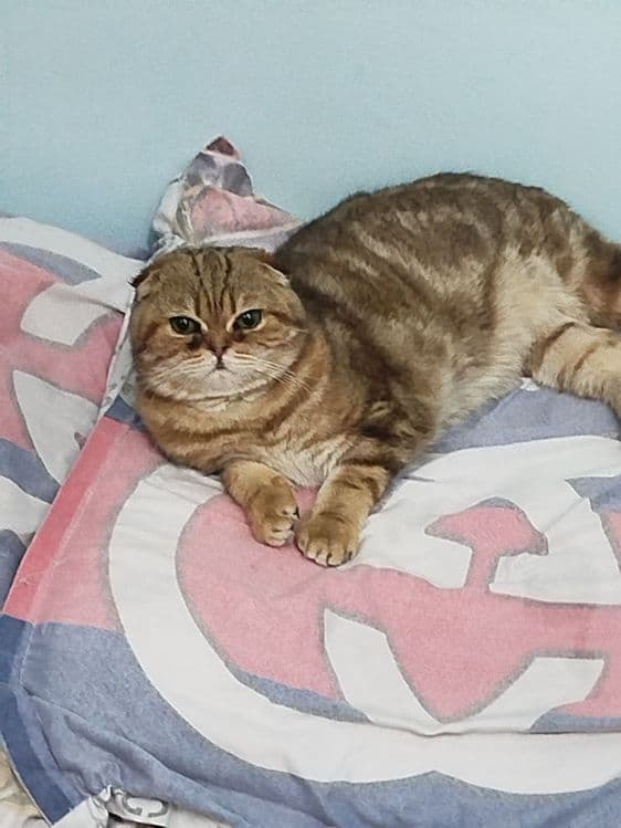 Продается кот шотландский скоттиш фолд окраска золотой мрамор — 2