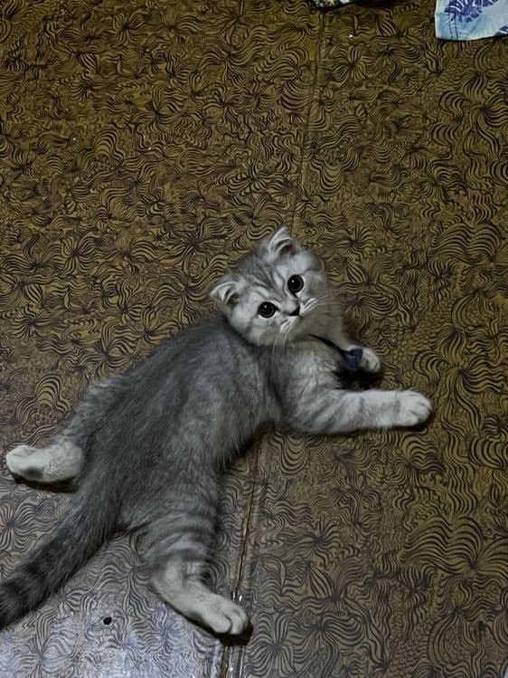 Британсякая короткошерстная серебристая шиншилла — 2