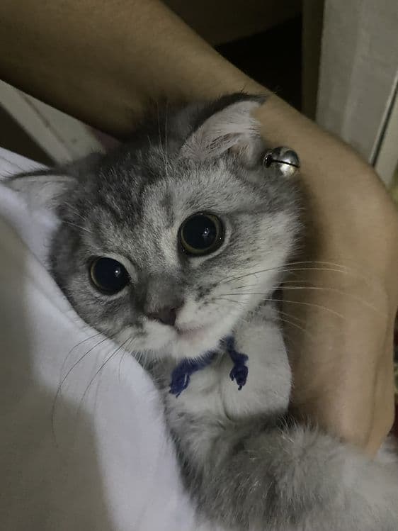 Британсякая короткошерстная серебристая шиншилла — 3