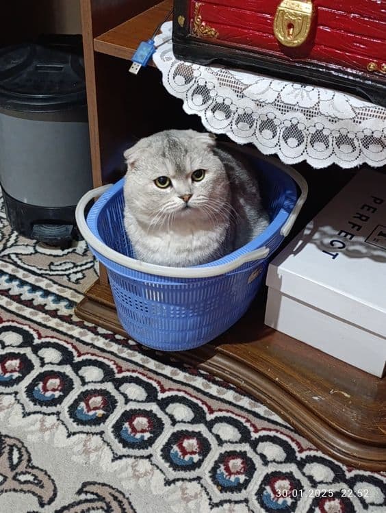 серебристый шиншила фолд — 2
