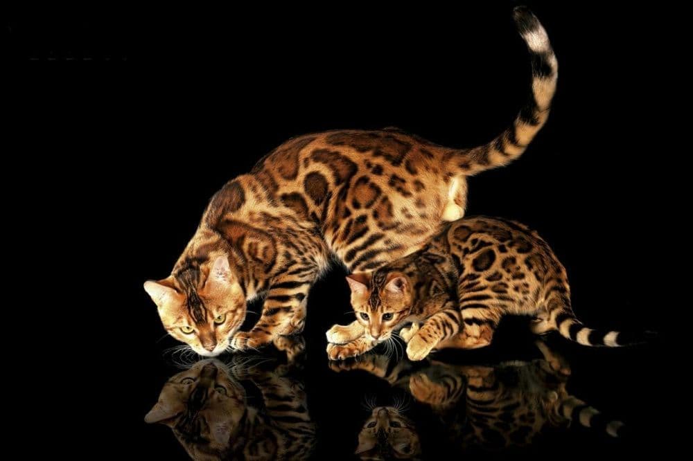 Arzonga Bengal mushuklari. Кошкa Бенгальская — 1