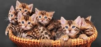 Arzonga Bengal mushuklari. Кошкa Бенгальская — 2