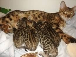 Arzonga Bengal mushuklari. Кошкa Бенгальская — 3