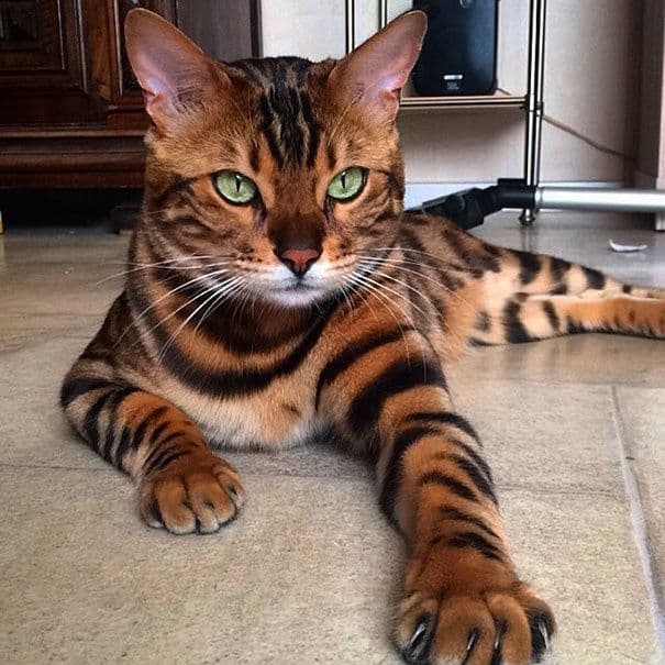 Arzonga Bengal mushuklari. Кошкa Бенгальская — 4