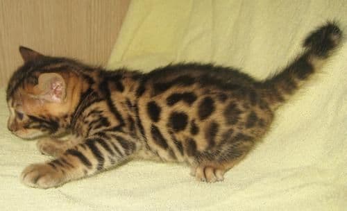 Arzonga Bengal mushuklari. Кошкa Бенгальская — 5