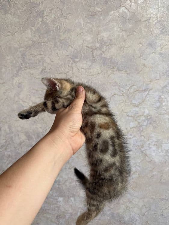 Бенгальский котенок мальчик и девушка — 2