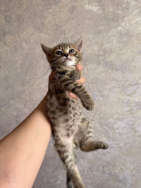 Бенгальский котенок мальчик и девушка — 3