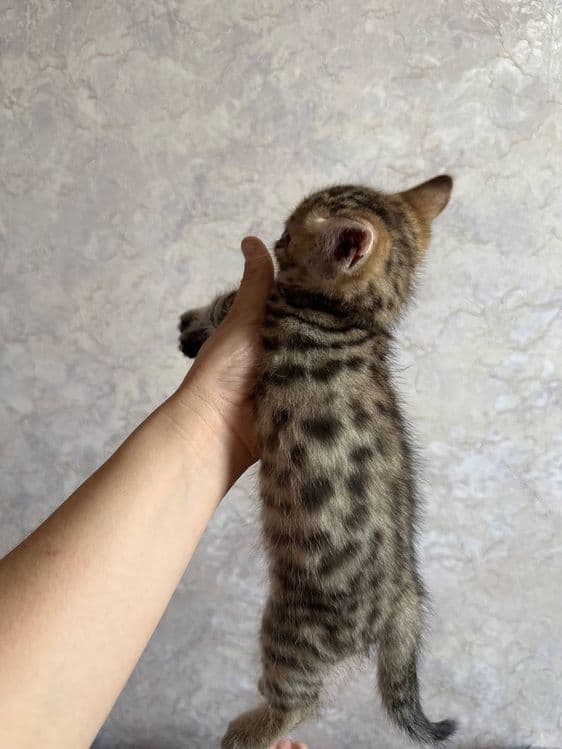 Бенгальский котенок мальчик и девушка — 4