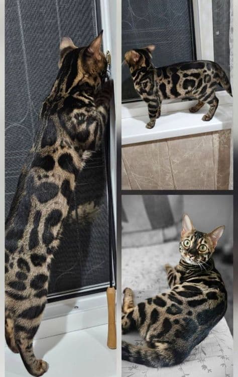 Бенгальский котенок мальчик и девушка — 5