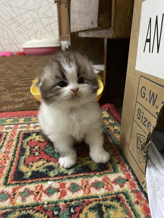 Скоттиш фолд мушукчамиз сотилади — 2