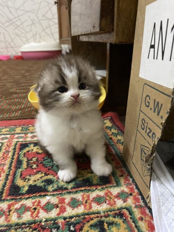 Скоттиш фолд мушукчамиз сотилади — 3