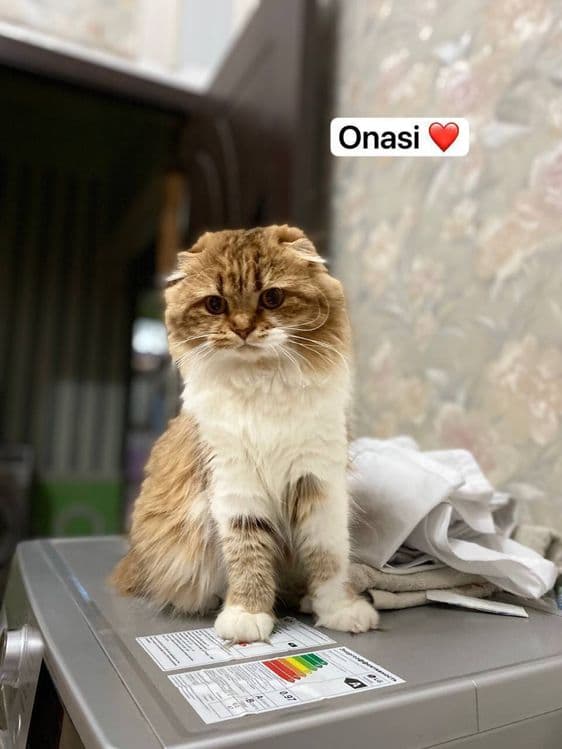 Скоттиш фолд мушукчамиз сотилади — 4