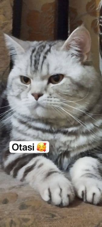 Скоттиш фолд мушукчамиз сотилади — 5