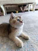 Кошка шиншила продажа