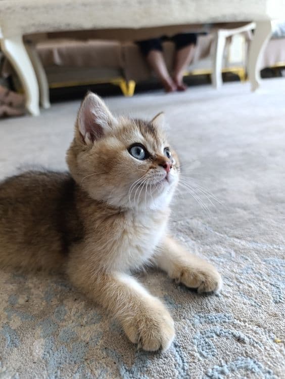Кошка шиншила продажа — 1