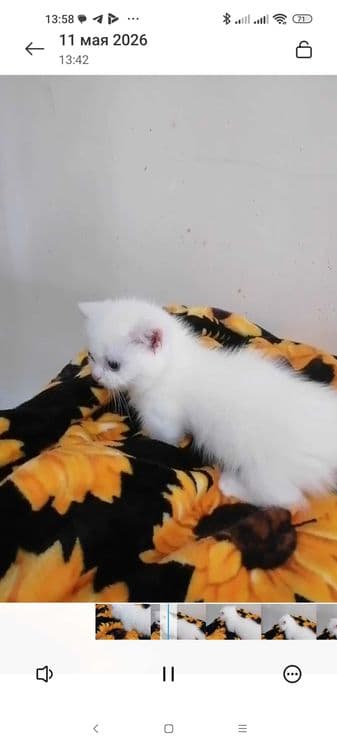 Продаются котята манчхины — 2