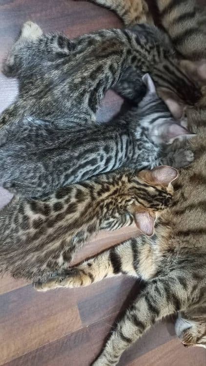 Bengal mushuklar sotiladi — 1