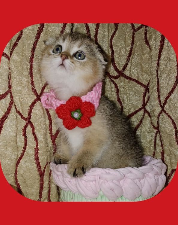 Скоттиш Фолд девочка золотая тикированная Шиншила — 2