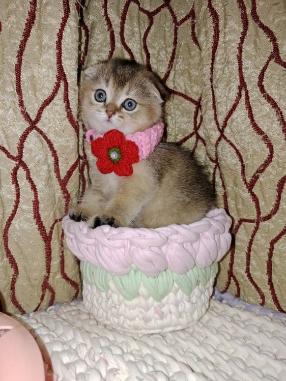 Скоттиш Фолд девочка золотая тикированная Шиншила — 3