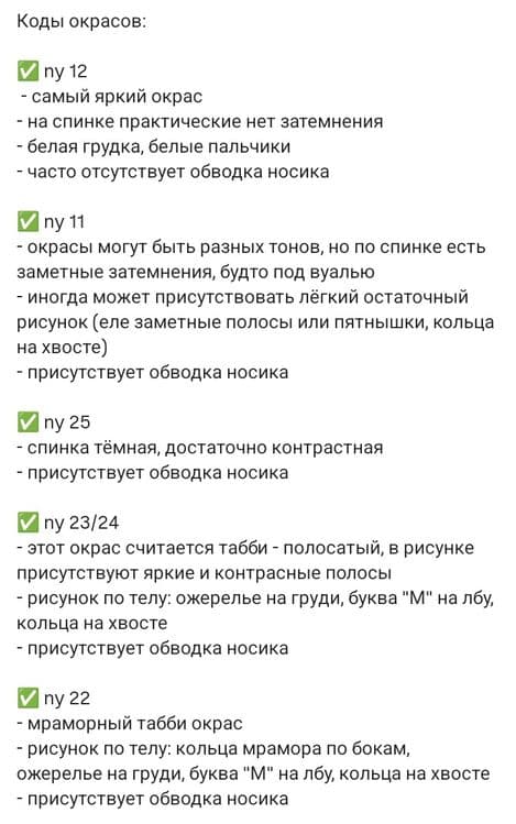 Скоттиш Фолд девочка золотая тикированная Шиншила — 7