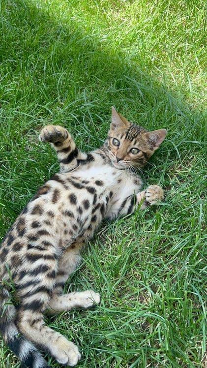 Toza zotdor Bengal mushuk bolalari sotiladi. — 2