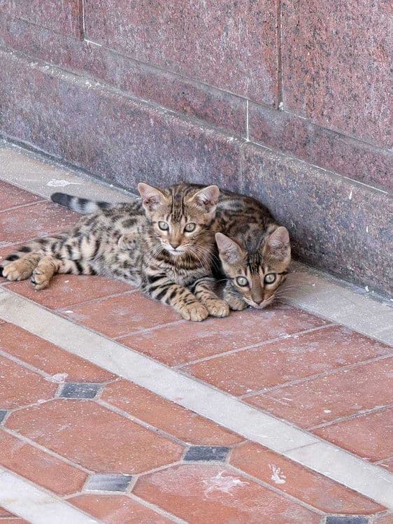 Toza zotdor Bengal mushuk bolalari sotiladi. — 4