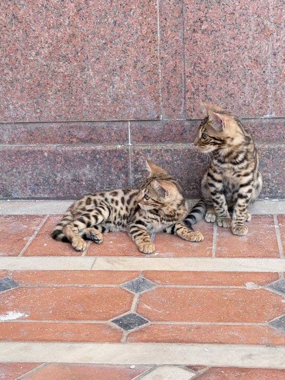 Toza zotdor Bengal mushuk bolalari sotiladi. — 5