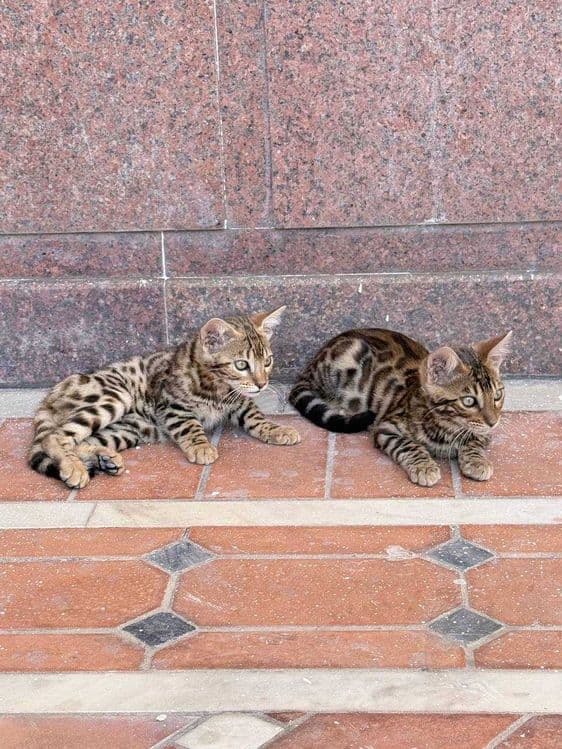 Toza zotdor Bengal mushuk bolalari sotiladi. — 6