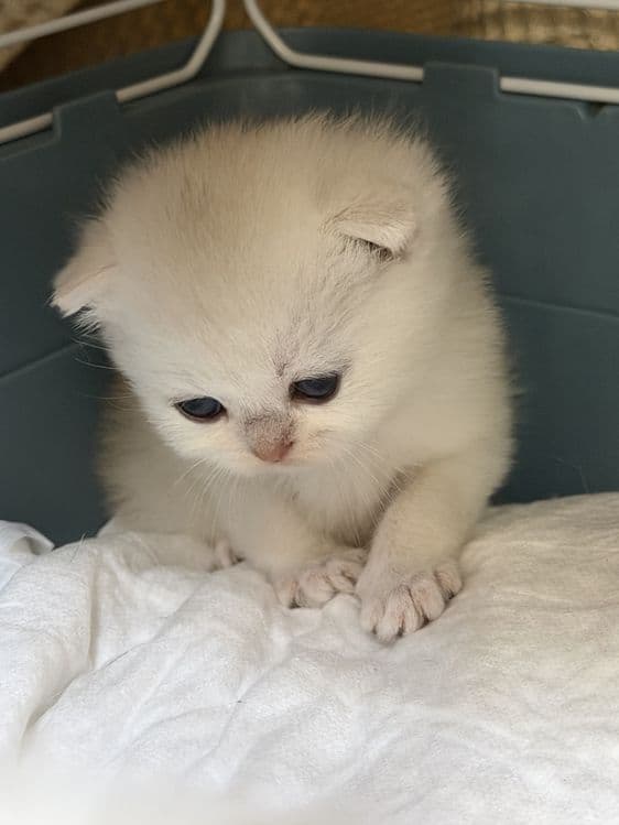 Открыта бронь на котят — 2