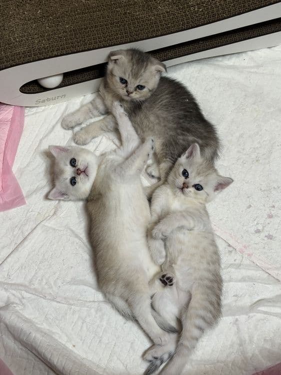 Открыта бронь на котят — 3