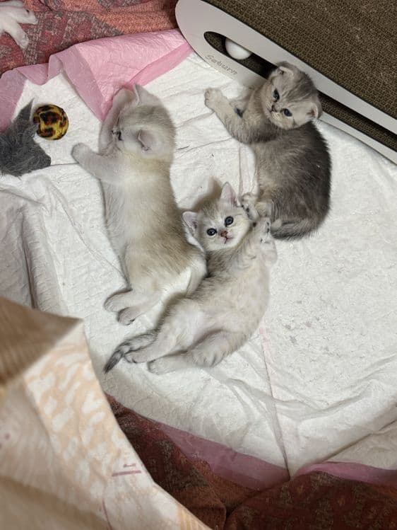 Открыта бронь на котят — 4