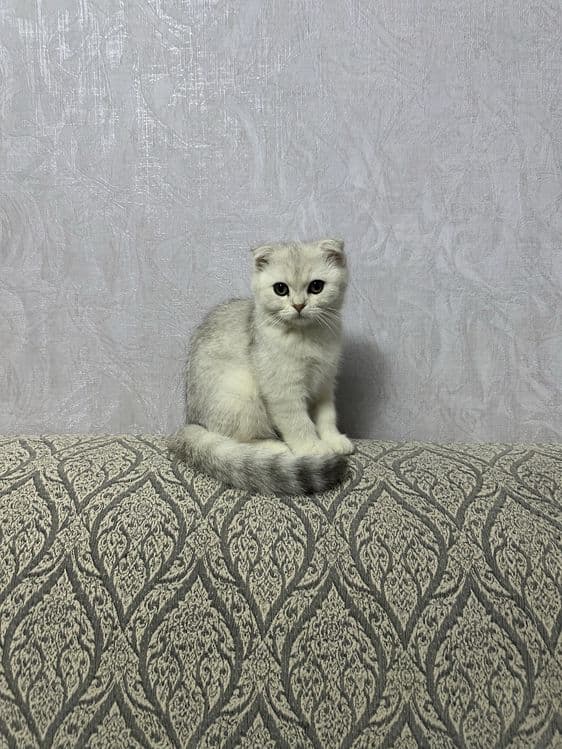 котенок серебристая шиншилла — 2