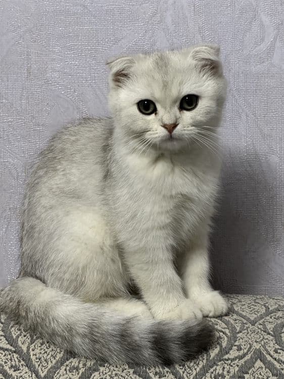 котенок серебристая шиншилла — 3