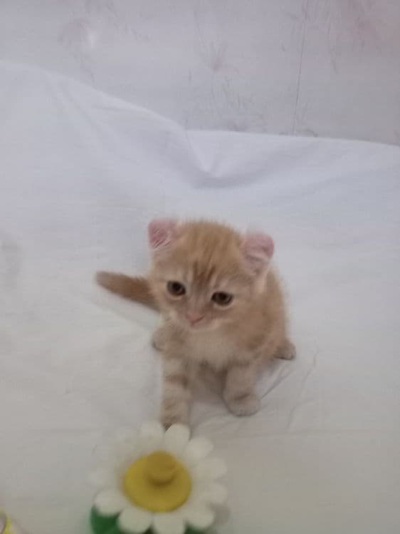 Продаются котята породы кинколоу и американский керл — 4