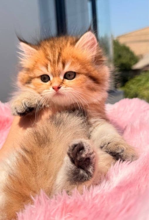 На продаже элитные британцы — 3